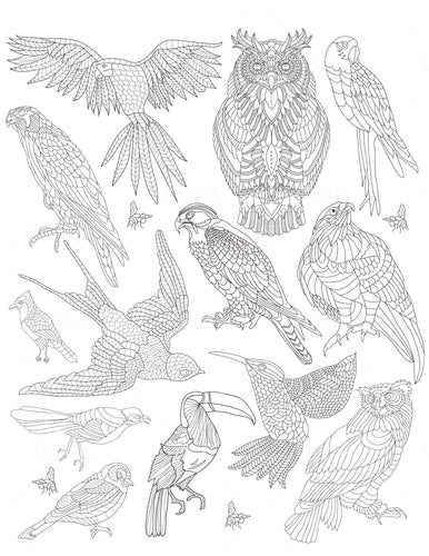 All Birds Coloring Sheet - Goin Postal Brentwood
