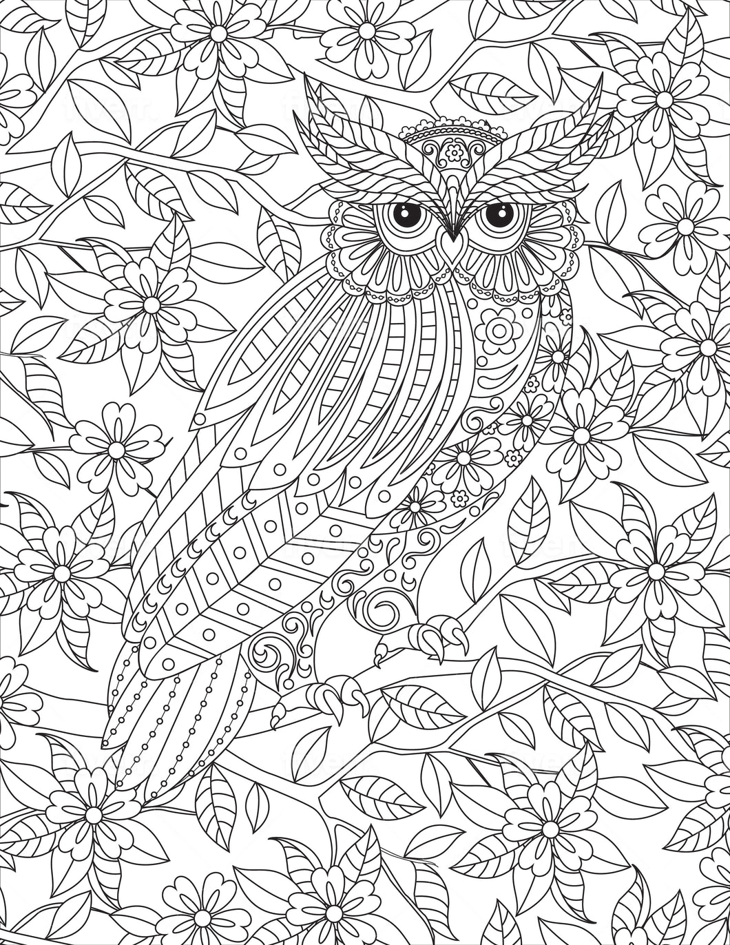 Owl #1 Coloring Sheet - Goin Postal Brentwood