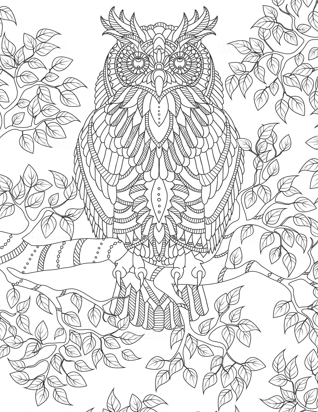 Owl #3 Coloring Sheet - Goin Postal Brentwood
